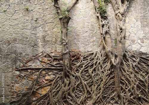 Two tree with intangled roots climbing on a rock wall with interesting pattern