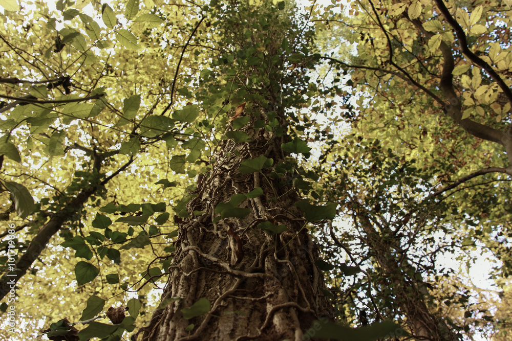 Obraz premium Baum