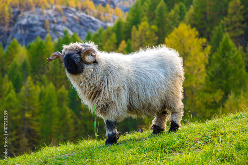 Fényképezés Valais blacknose sheep in  Alps