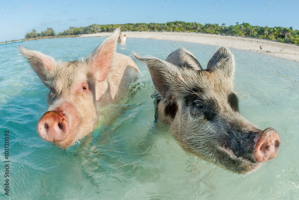 Φωτογραφία Two pigs swimming in the Bahamas