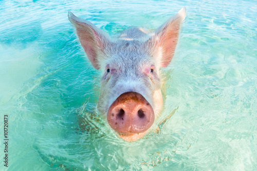 One swimming pig in the Bahamas