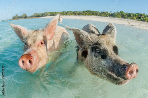 Obraz na plátně Two pigs swimming in the Bahamas