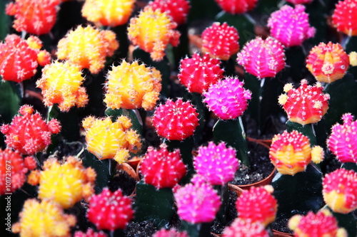 colorful cactus