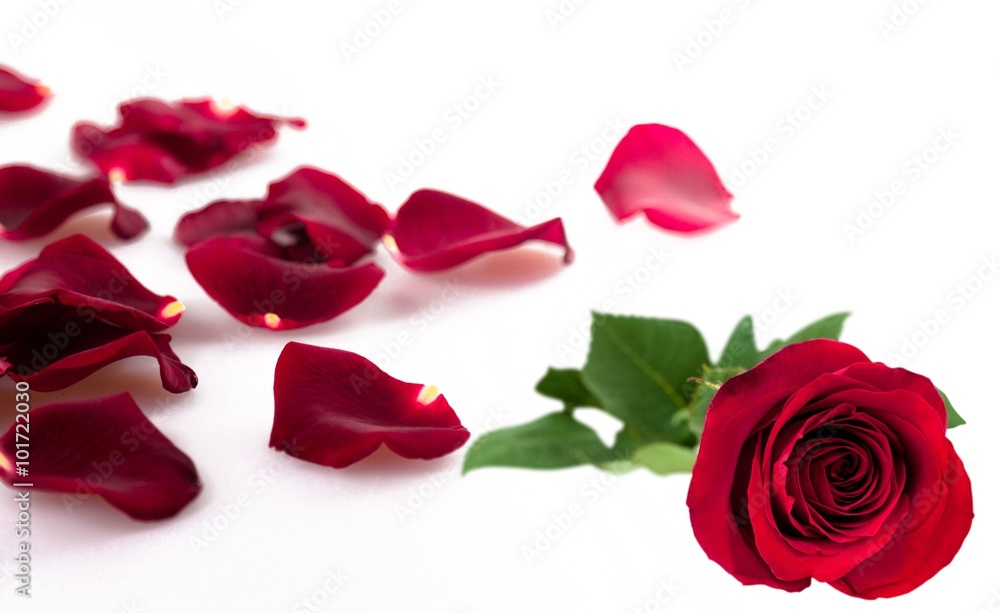 Rose. Rose.