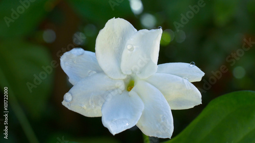 Jasmine flower