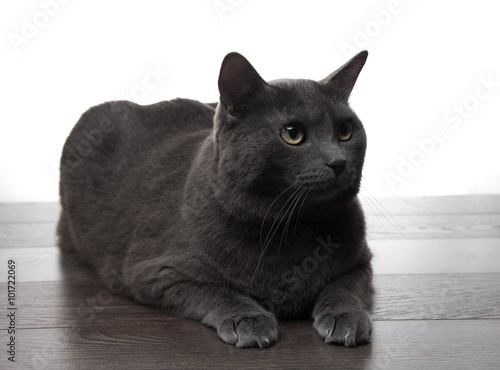 beautiful grey cat isolated on white background