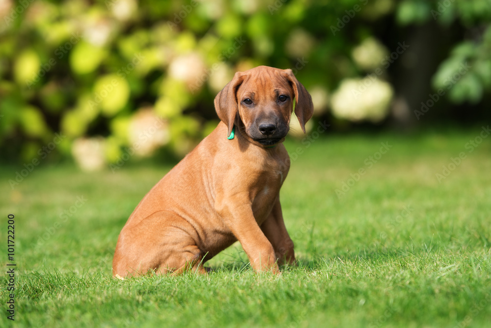 rhodesian ridgeback puppy sitting on grass