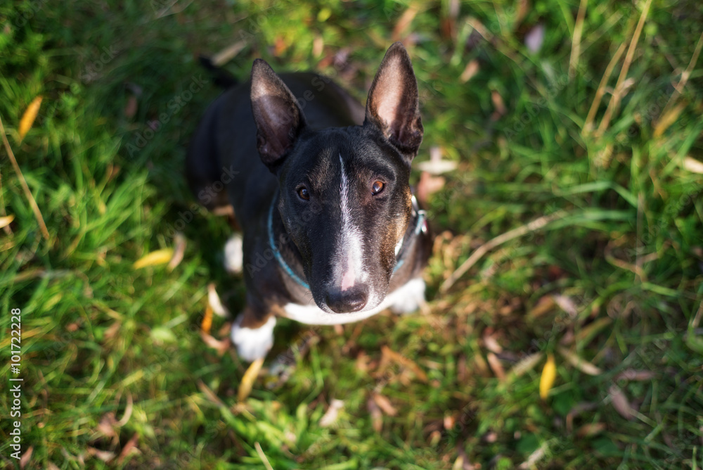 miniature bull terrier dog portrait outdoors