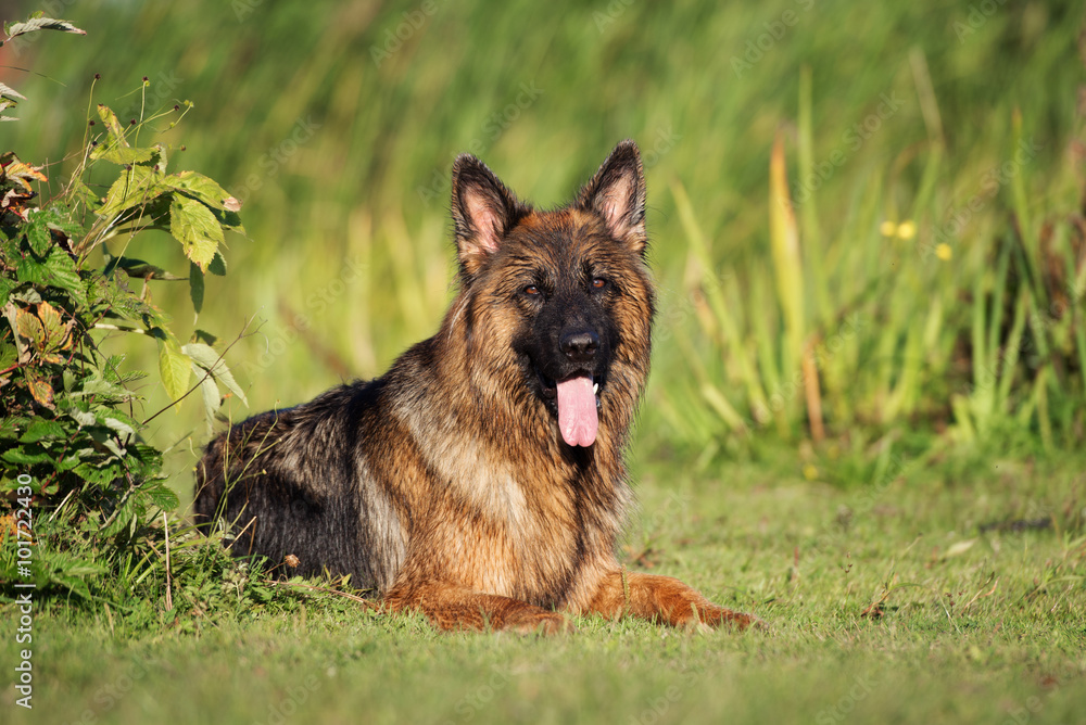 german shepherd dog lying down outdoors german shepherd dog lying down outdoors