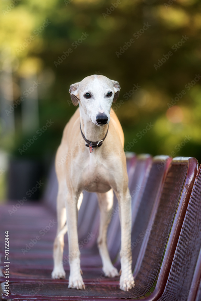 whippet dog standing on a bench