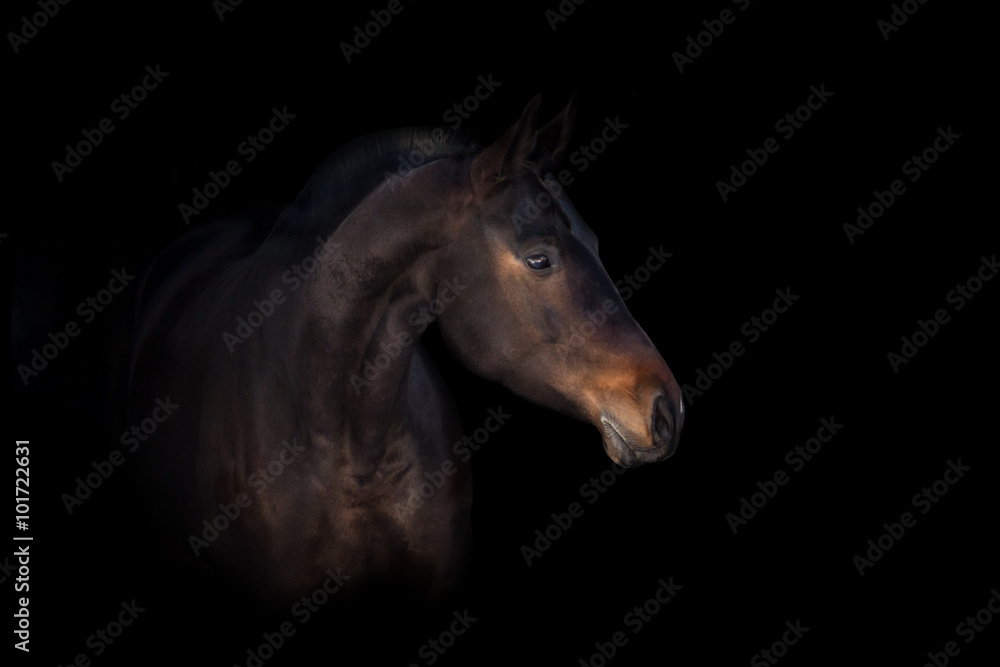Obraz Podpalany koń odizolowywający na czarnym tle