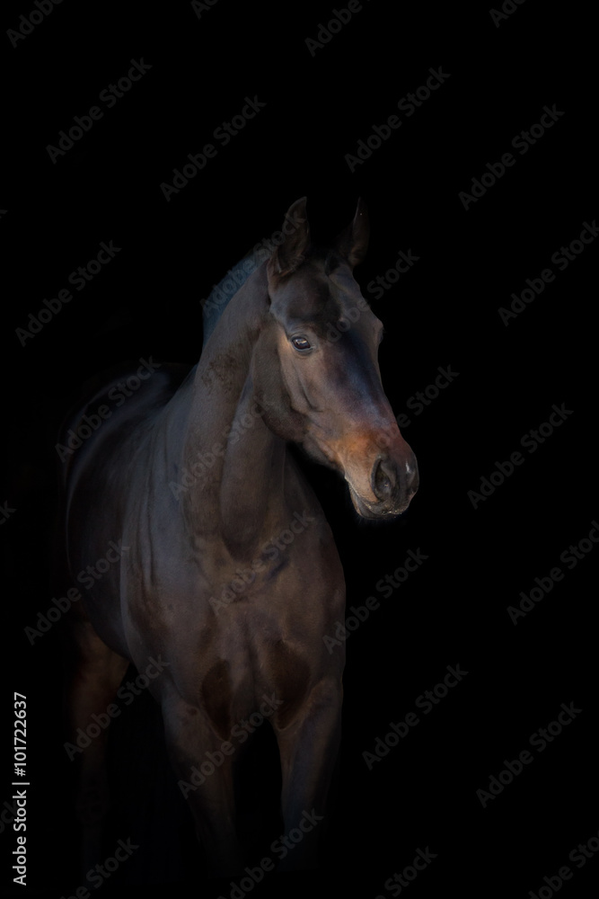 Bay horse isolated on black background Bay horse isolated on black background