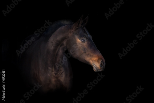 Bay horse isolated on black background © callipso88