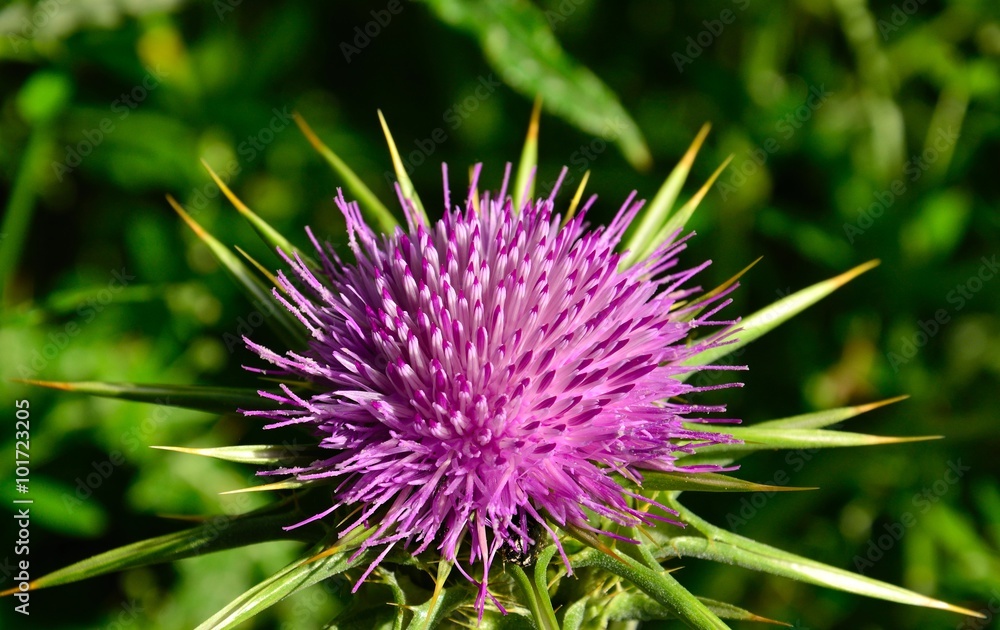 Flower head of milk thistle, silybum marianum Flower head of milk thistle, silybum marianum