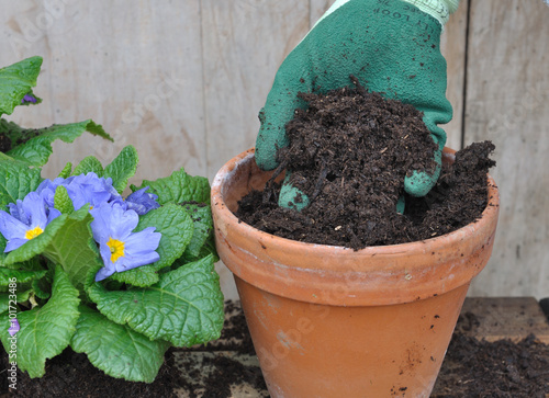 main gantée déversant du terreau dans un pot de fleurs