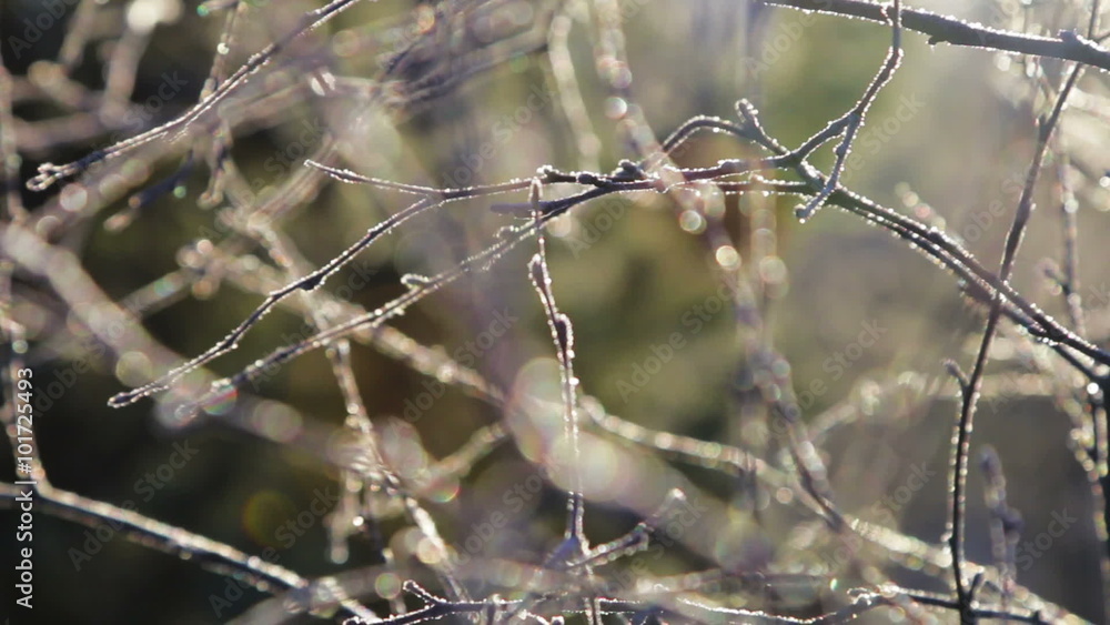 frozen tree branches