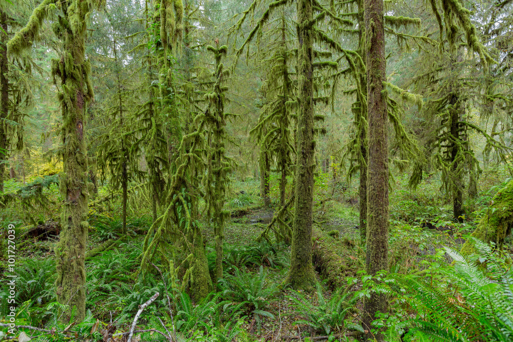 Trees in Hoh Rainforest Trees in Hoh Rainforest