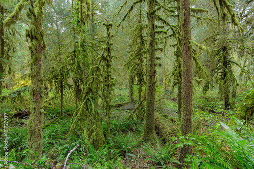 Trees in Hoh Rainforest