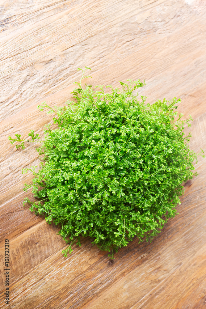 small green bush decorated interior on brown wooden table small green bush decorated interior on brown wooden table