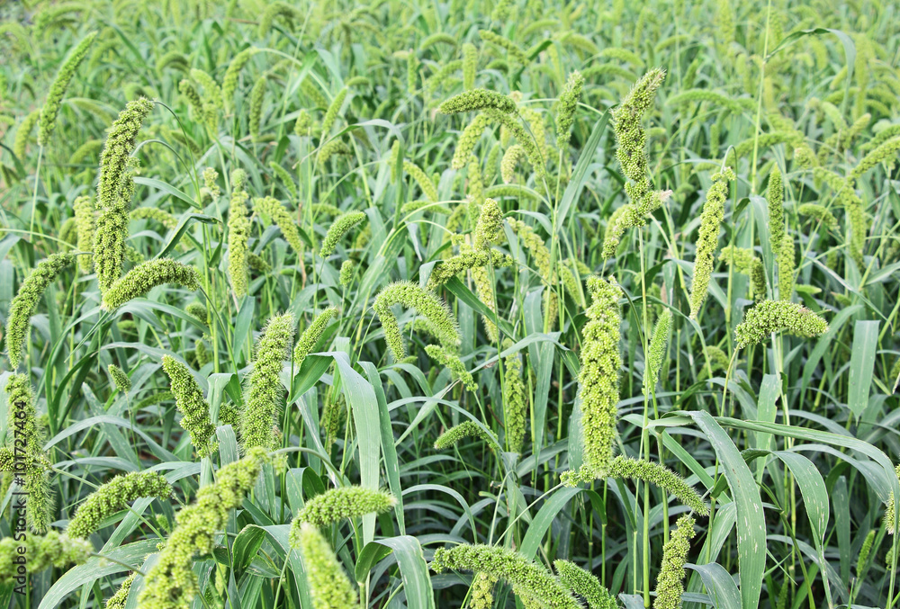 Foxtail millet plants with stalks in agriculture field in India. Millet