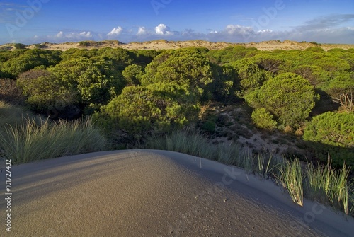 PN Doñana dunas