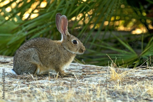 PN Doñana conejo photo