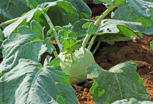 Kohlrabi, an annual European vegetable is a low stout cultivar of cabbage. Also called German Turnip, Turnip Cabbage, Knol Khol, Ganth Gobhi, Gunth Gobhi, Nookal in India. Belongs to Brassica family photo