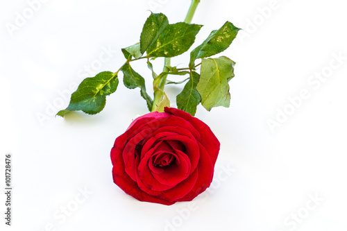 Red rose on white table