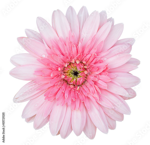pink gerbera flower isolated on white with clipping path © aopsan