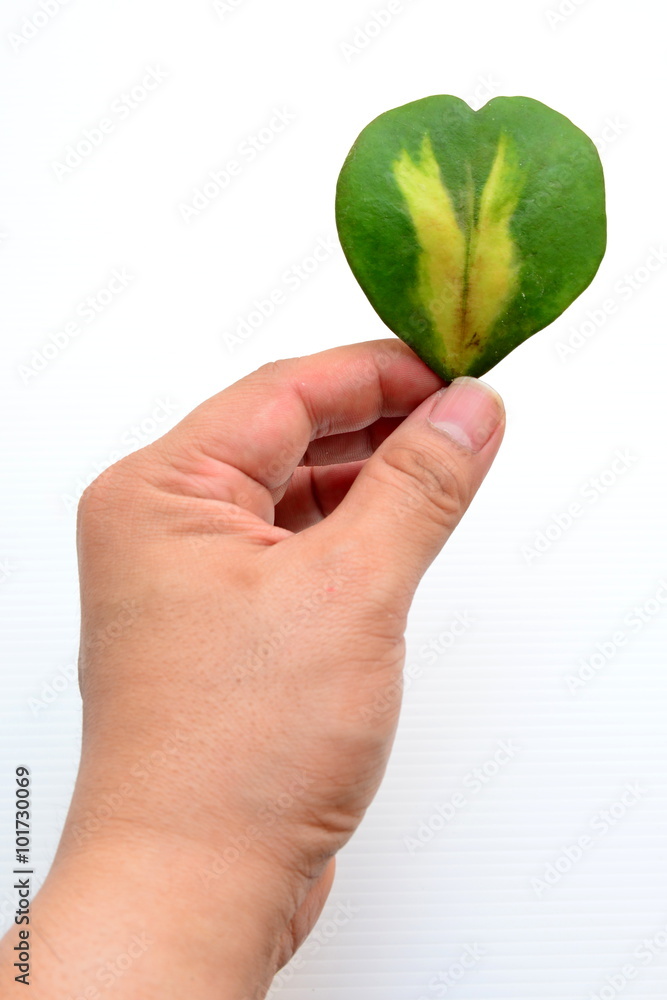 Heart Symbol / Hoya leave