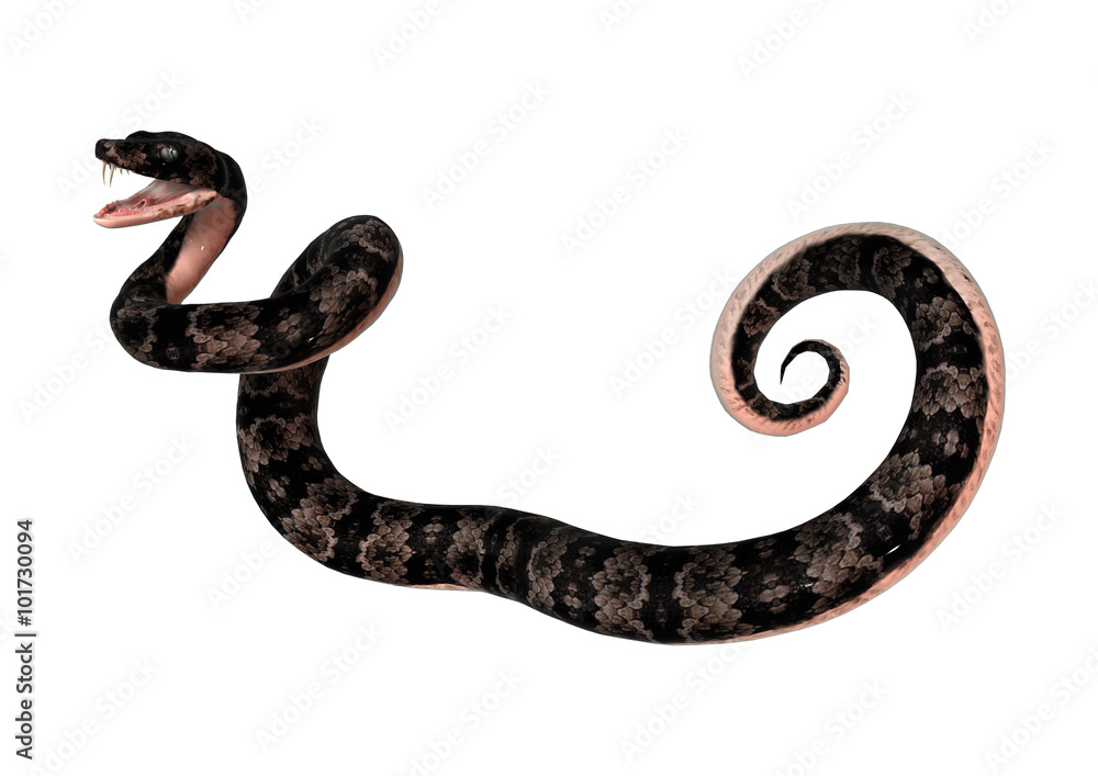 Cottonmouth Snake on White Cottonmouth Snake on White