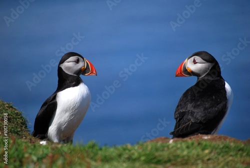 two puffins looking at each other © Katarina Tauber