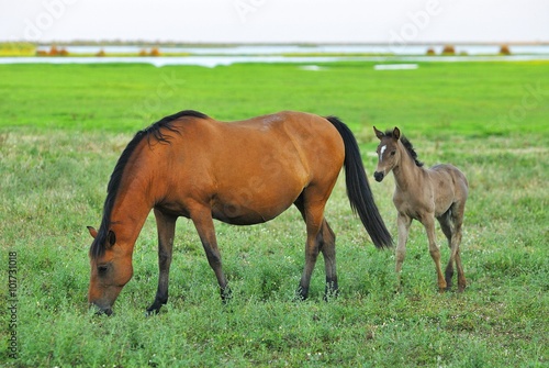 PN Doñana caballo marismeño © jorgesierra