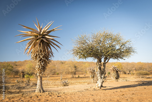 Aloe Vera Trees Botswana Africa