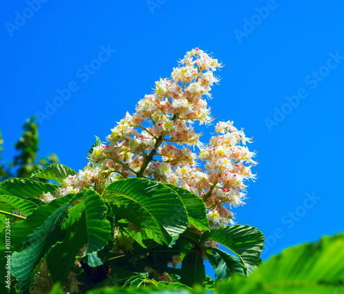 Blooming chestnut on a background of blue sky