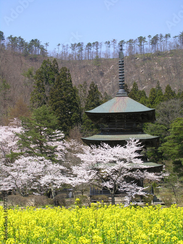 日本の春 / Spring of Japan. photo