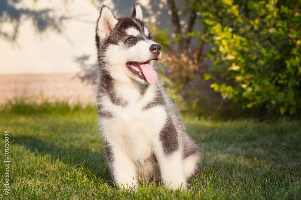 Portrait of a Siberian Husky puppy walking in the yard. Portrait of a Siberian Husky puppy walking in the yard.