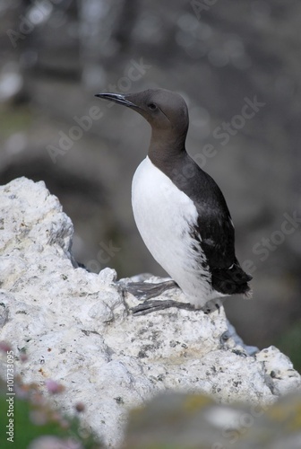 guillemot on rocks photo