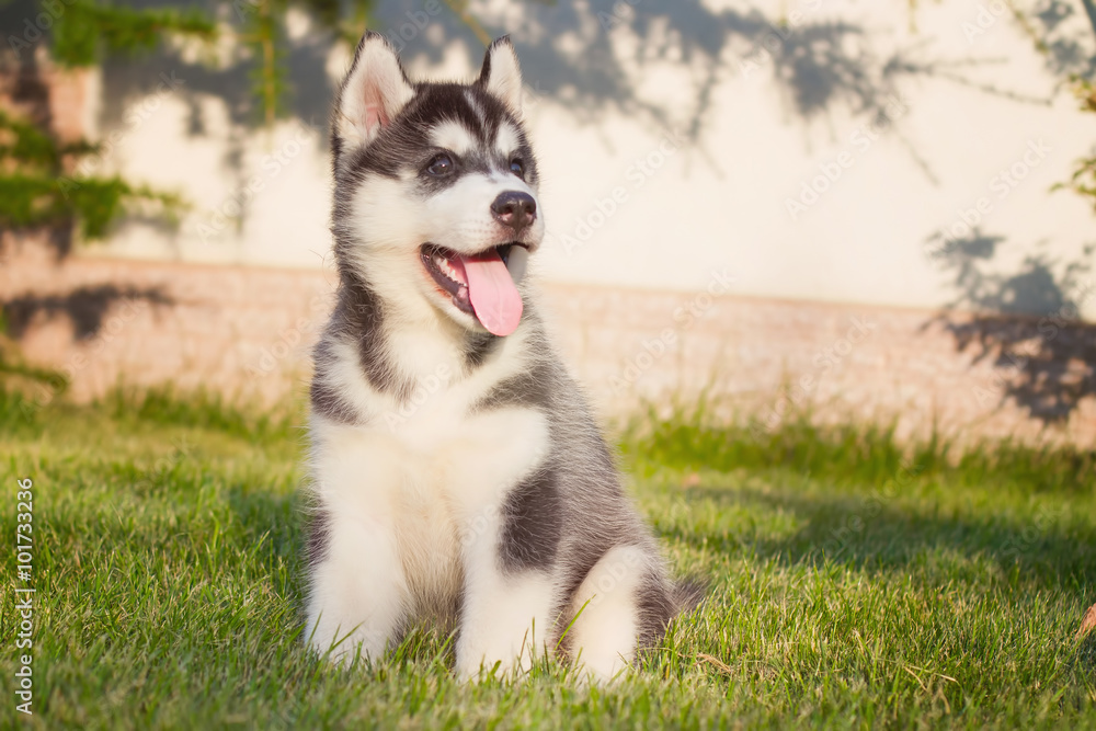 Portrait of a Siberian Husky puppy walking in the yard.