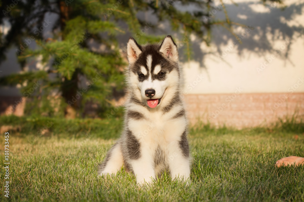 Portrait of a Siberian Husky puppy walking in the yard.