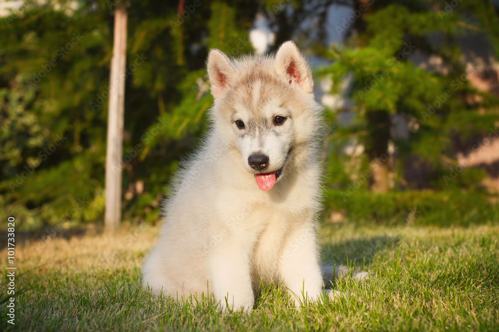 Portrait of a Siberian Husky puppy walking in the yard. Portrait of a Siberian Husky puppy walking in the yard.