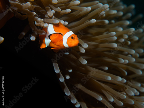 Coral Reef Clownfish