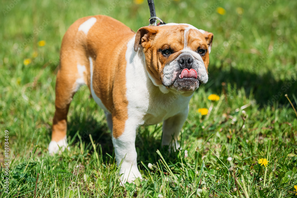 White and Red English Bulldog Dog In Green Grass Outdoor