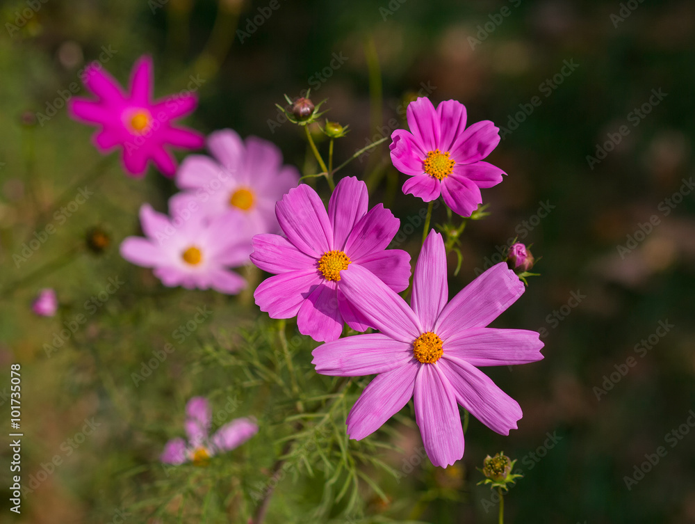 Kosmeya pink flowers in a meadow close-up. Nature Kosmeya pink flowers in a meadow close-up. Nature