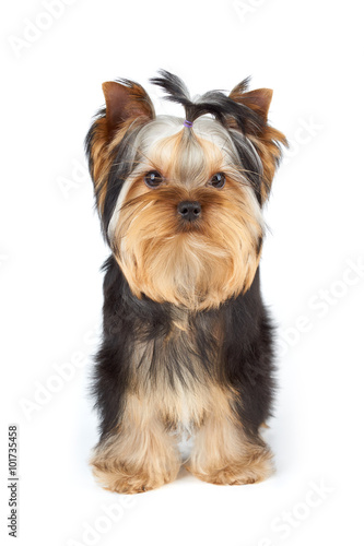 Yorkshire Terrier on white