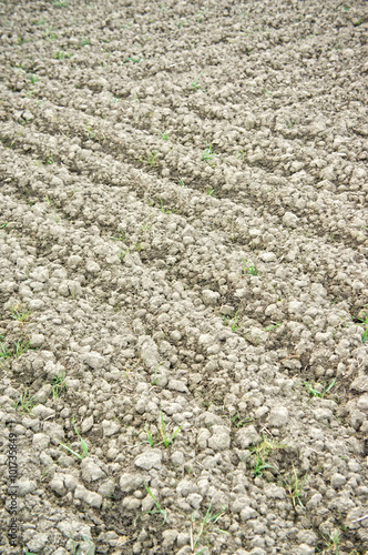 Furrows in a field agriculture