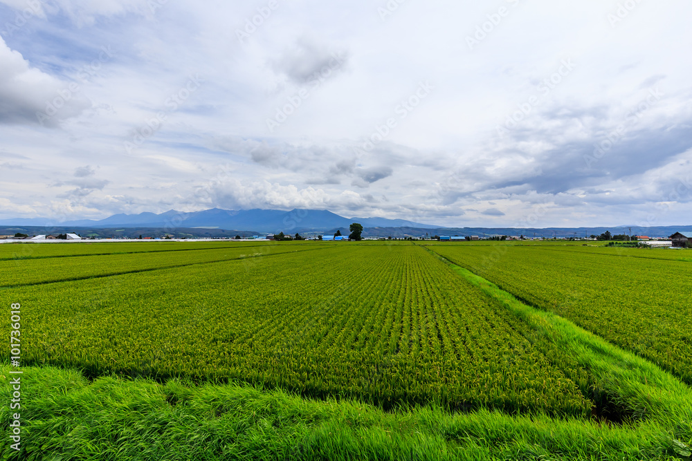 green field in hokkaido