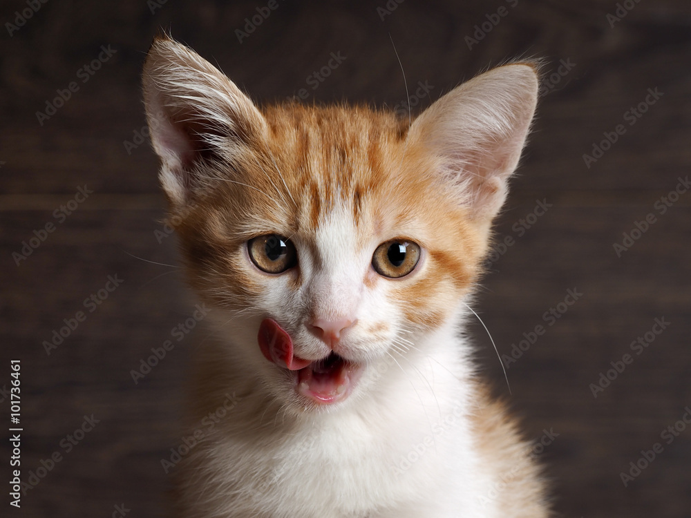 Portrait of a cat. Young cat, kitten. The cat washes language. Muzzle cat largly. White with red kitten. Background - a dark wooden board. Kitten beautiful yellow eyes. Language pink