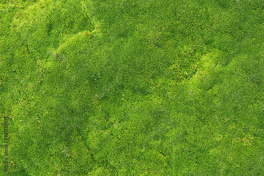 Fotografie, Obraz green moss for background texture