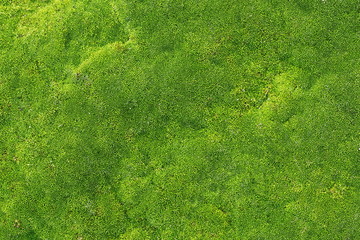 green moss for background texture